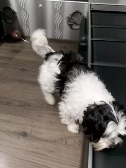 AI Video from prompt: Biver york dog as an airport luggage inspector, 