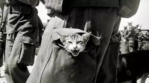 AI Video from prompt: The cat laughs hysterically