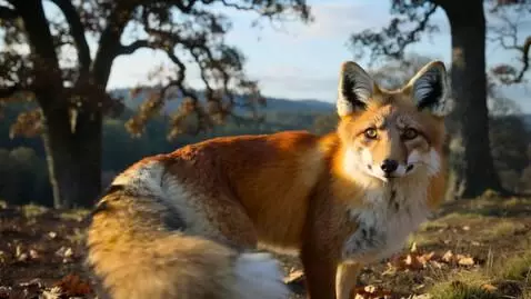 AI Video from prompt: The fox shows its rear end by turning and raisin