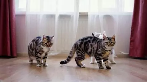 AI Video from prompt: Cats ddancing
