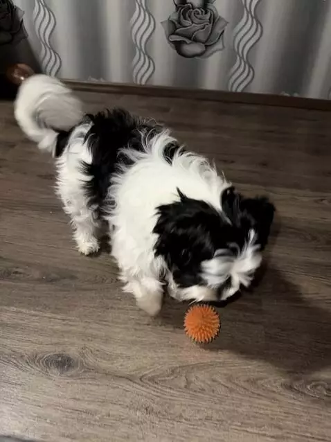 AI Video from prompt: Small biver york dog working in a supermarket, g