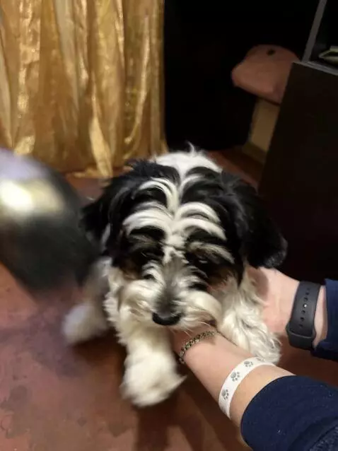 AI Video from prompt: Biver york dog inside a dog car-wash machine, su