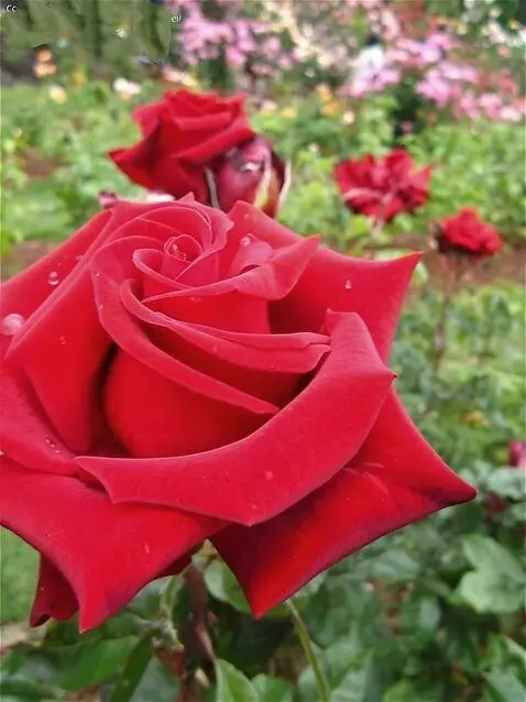 Wan 2.5 Preview video