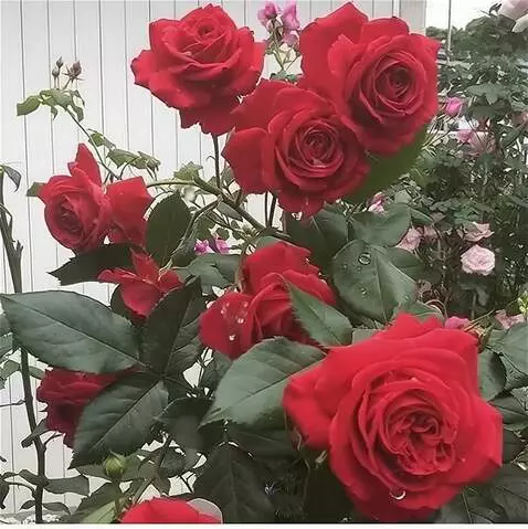 Wan 2.5 Preview video