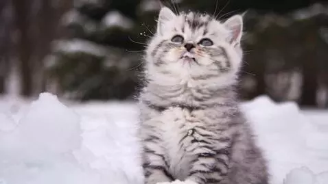 AI Video from prompt: A tiny fluffy kitten sitting outside in gentle s