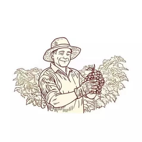 AI Video from prompt: Farmer with grapes, smiling and examining the gr