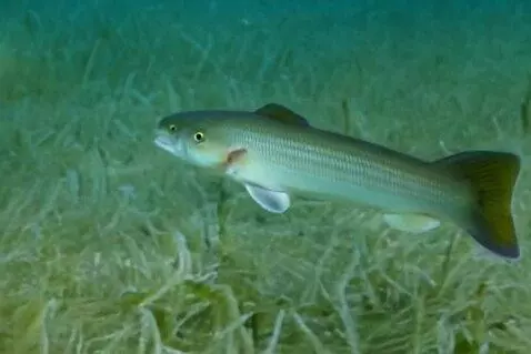 AI Video from prompt: Mexican mullet
