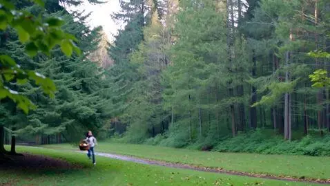 AI Video from prompt: The forest emerges gradually from the morning mi