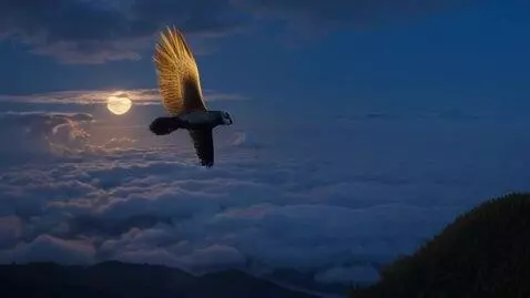 AI Video from prompt: A follow shot of a wise old owl high in the air,