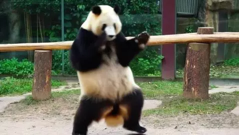 AI Video from prompt: A dancing panda doing the batchata dance