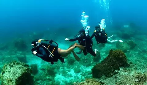 AI Video from prompt: A group of young pigs scuba diving in full scuba