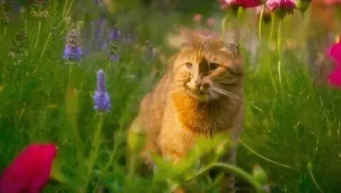AI Video from prompt: a cat sitting in a garden then a flower opens up