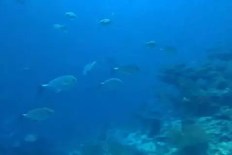 AI Video from prompt: fish swimming