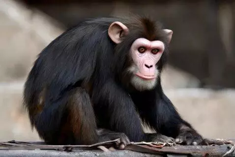 AI Video from prompt: Punk Chimpanzee Wrecking Stuff