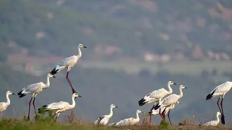 AI Video from prompt: the cranes fly away