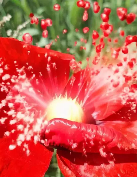 AI Video from prompt: "A hyper-realistic red poppy flower bud, extreme