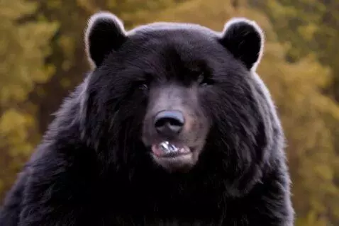 AI Video from prompt: Create a video of a wise bear in hell holding di