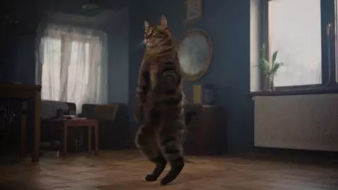AI Video from prompt: cat dancing in room
