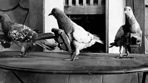 AI Video from prompt: the pigeons approach the edge of the table, and 