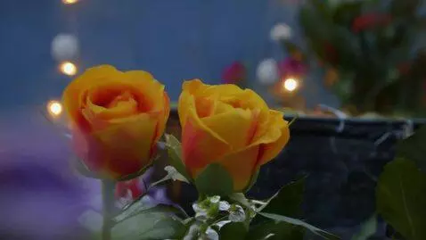 AI Video from prompt: Love between them