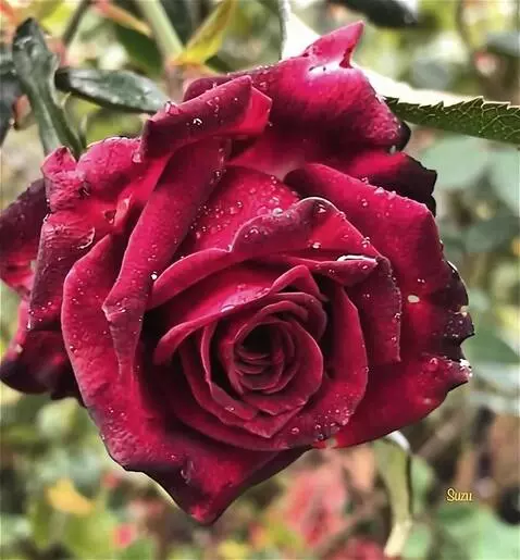 Wan 2.5 Preview video