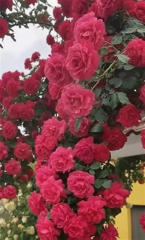 Wan 2.5 Preview video