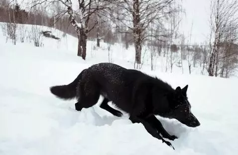 AI Video from prompt: Epic 5-second transformation of a black dog into