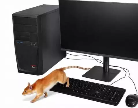 AI Video from prompt: The computer mouse turns into a living mouse and