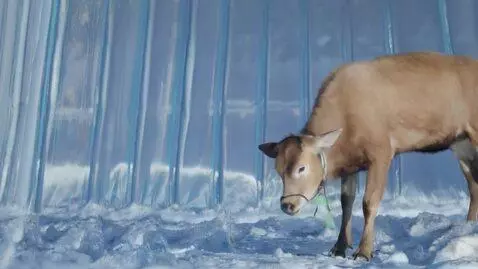 AI Video from prompt: line 1 column 1 (char 0)