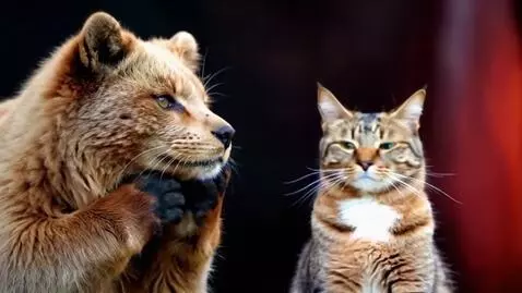 AI Video from prompt: bear makes a call gesture to a cat and say "f*ck