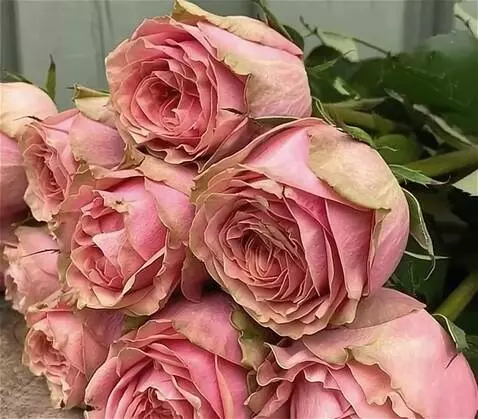 Wan 2.5 Preview video