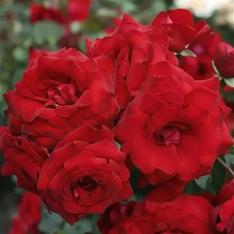 Wan 2.5 Preview video