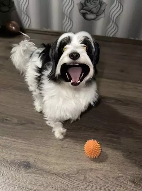 AI Video from prompt: Use the dog from the provided photo. Create a sh