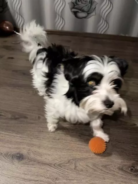 Kling 2.5 Turbo (pro) video