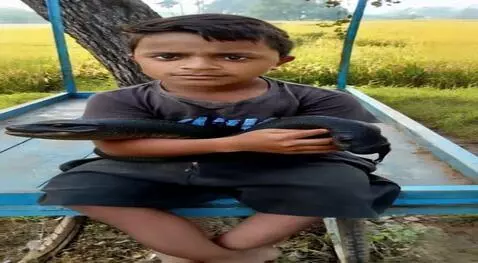 AI Video from prompt: Playing boy with snake