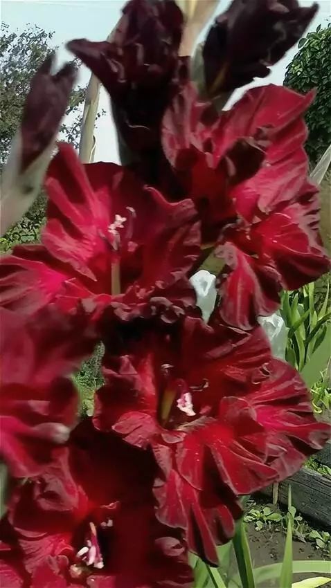 AI Video from prompt: на ветру качается