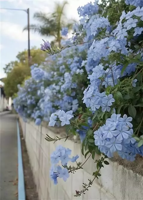 AI Video from prompt: на ветру качается