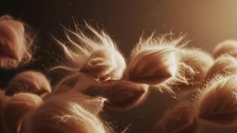 AI Video from prompt: A stream of ultrasoft fluff particles floats in 