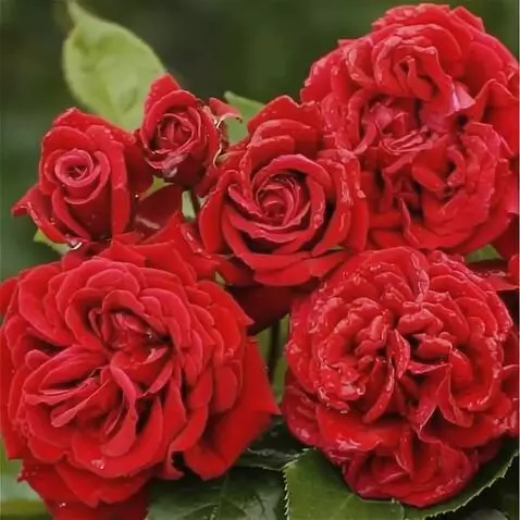 Wan 2.5 Preview video