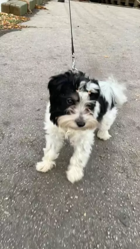 AI Video from prompt: The dog in the photo grabs a rope with its teeth