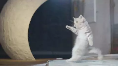 AI Video from prompt: cat dance on moon