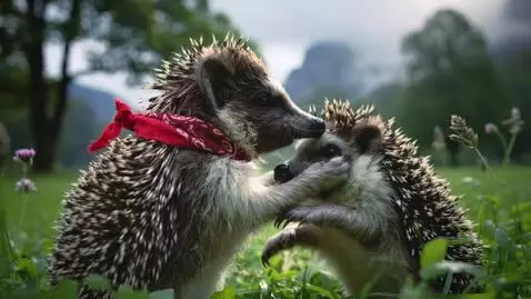 AI Video from prompt: one hedgehog strangles another
