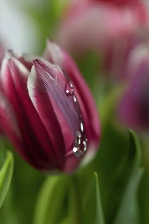 Wan 2.5 Preview video