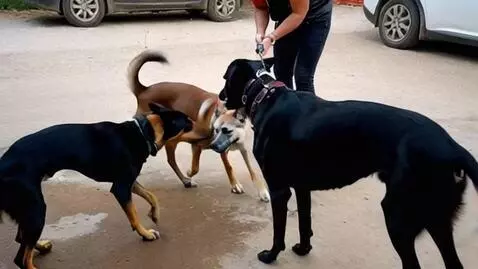 AI Video from prompt: Dogs look at each other, bark and argue, jump ar