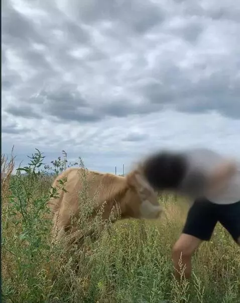 AI Video from prompt: I suddenly start hitting the cow in the face