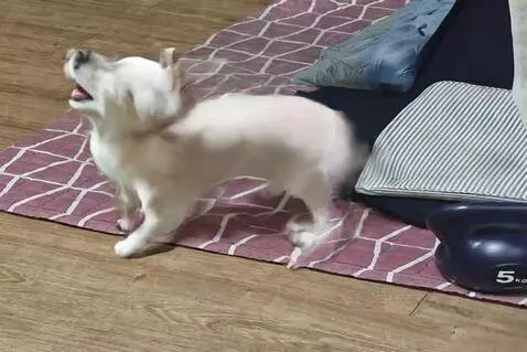 AI Video from prompt: Animate the dog so it spins around in a full cir