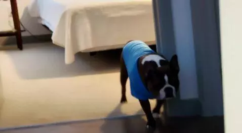 AI Video from prompt: BUSTER HAVING FUN