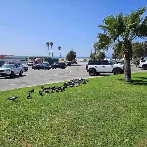 AI Video from prompt: Flock of pigeons form a figure 8
