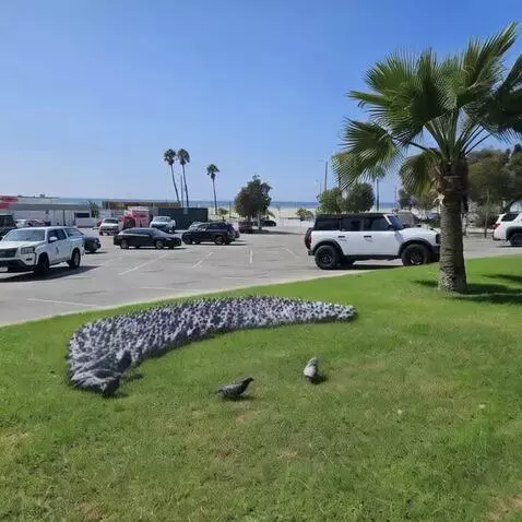 AI Video from prompt: Flock of pigeons form a figure 8