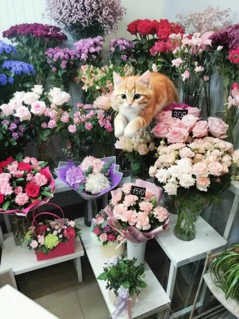 Kling 2.5 Turbo (pro) video